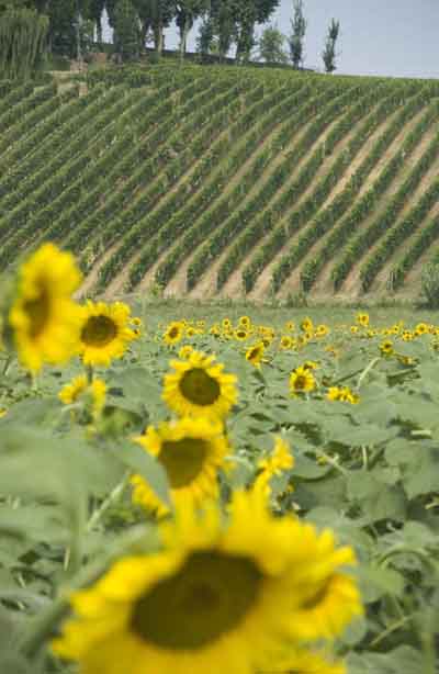 typical roadside view of sunflowers and vines